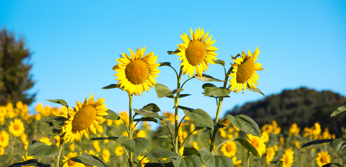 tournesol.png